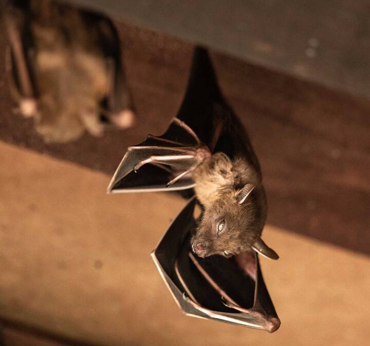 Expert bat removal services for a safe and humane solution in Mountain Grove