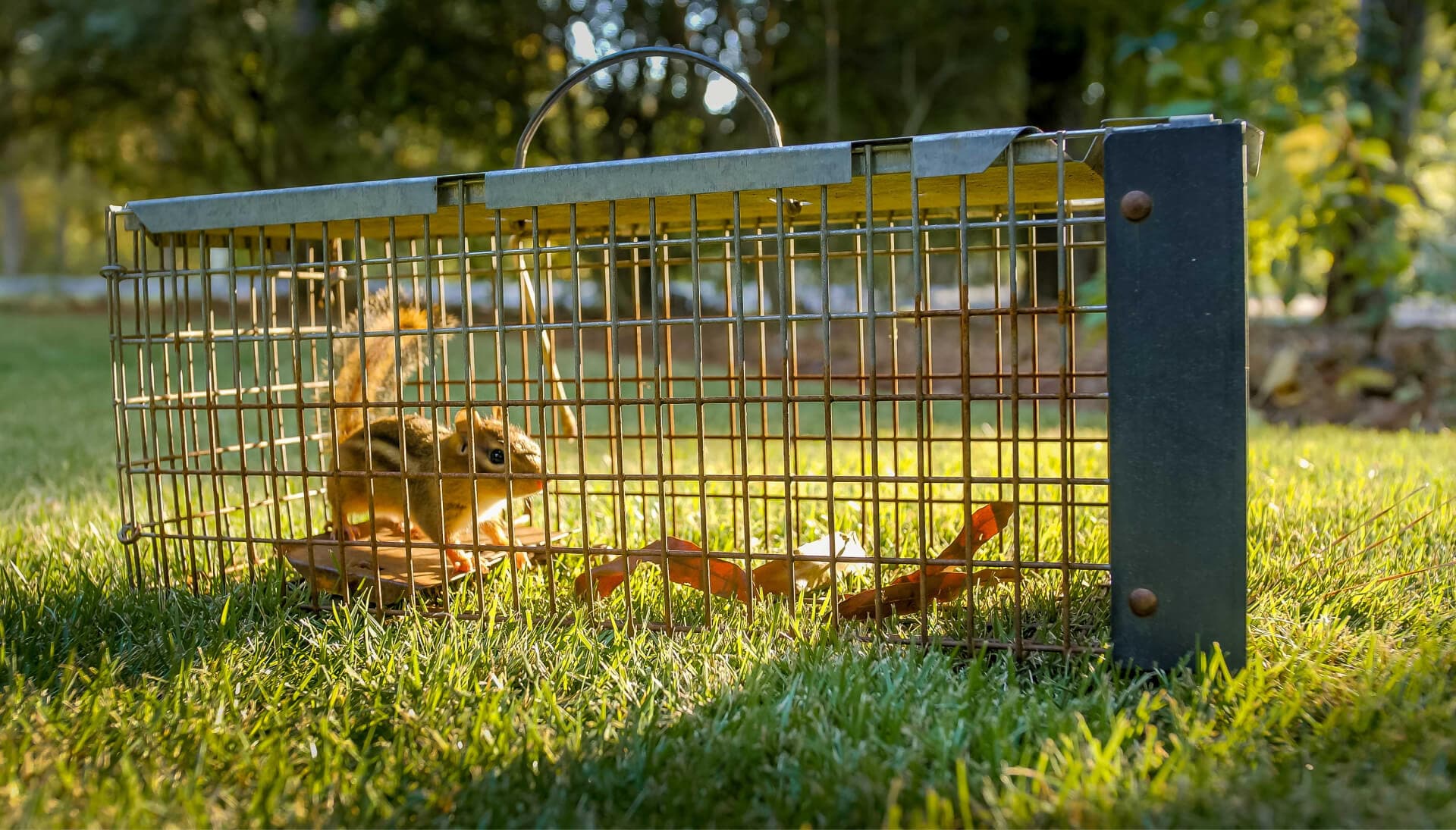 Effective squirrel removal solutions in Mountain Grove to protect your property